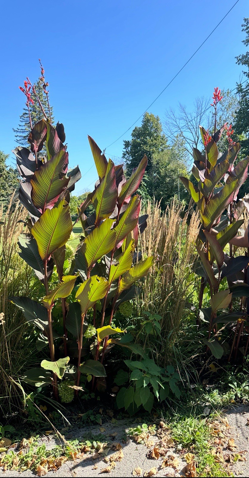 5 lb GIANT Musifolia Canna Bronze Leaves Red/orange Flowers Great Deal!