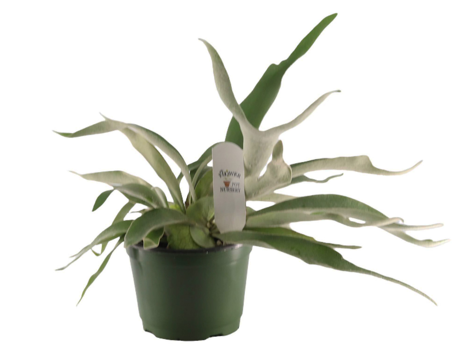 FlowerPotNursery Staghorn Fern Platycerium veitchii Lemoinei 6″ Pot