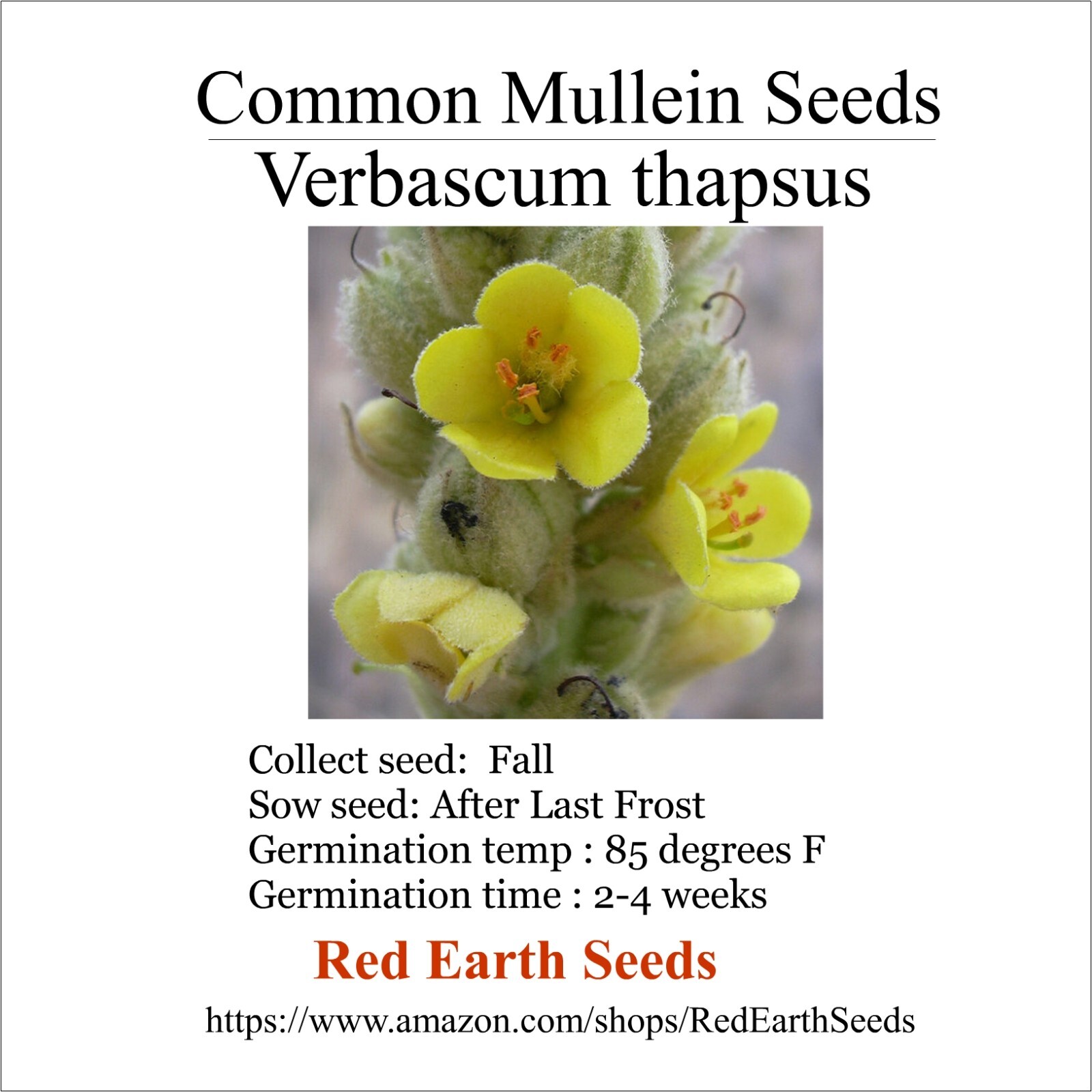 Common Mullein – 500 Seeds – Verbascum thapsus