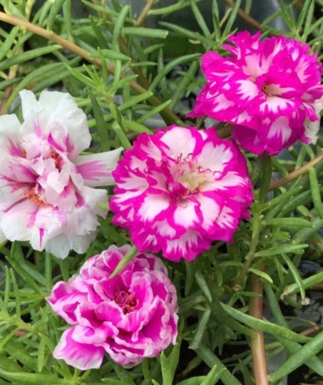 Rare Moss Rose Rooted Cuttings – Multi-Color Heat-Loving Succulent Plants