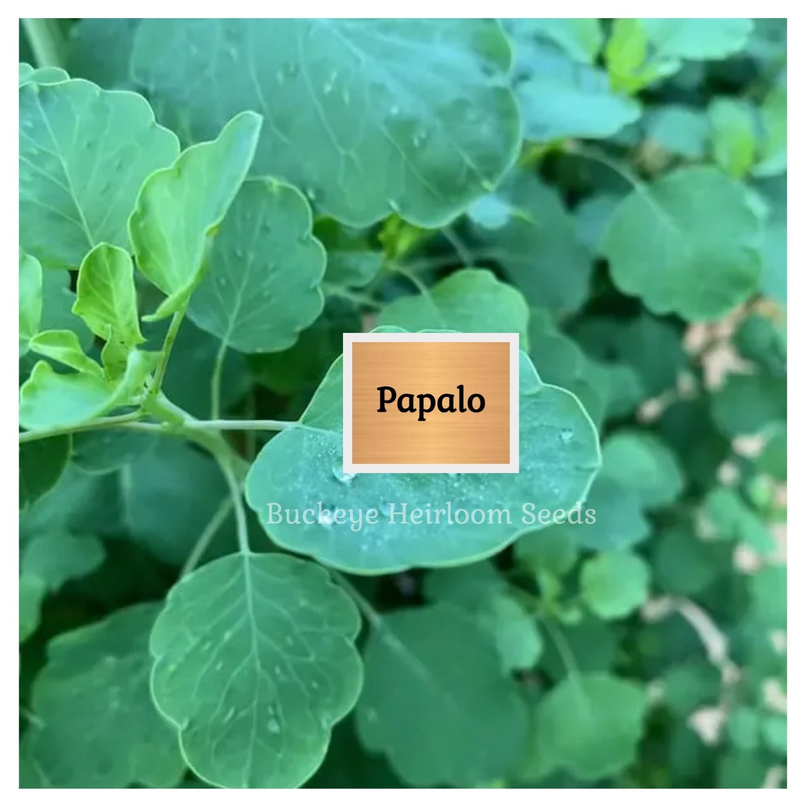 Papalo | 400 Seeds | Leaves used in Salsa | Salads | (Porophyllum ruderale