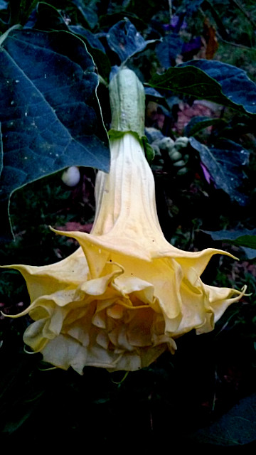 Ballerina Yellow Devil Trumpet -Datura 10 Seeds Double & Triple Flowers Comb S/H