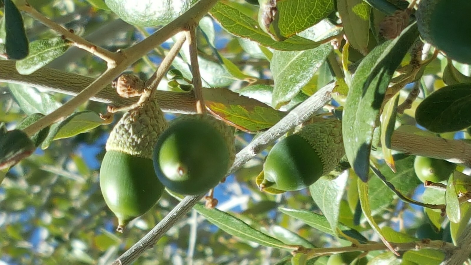 30 – QUERCUS VIRGINIANA, SOUTHERN LIVE OAK, DECEMBER 2024 ACORNS