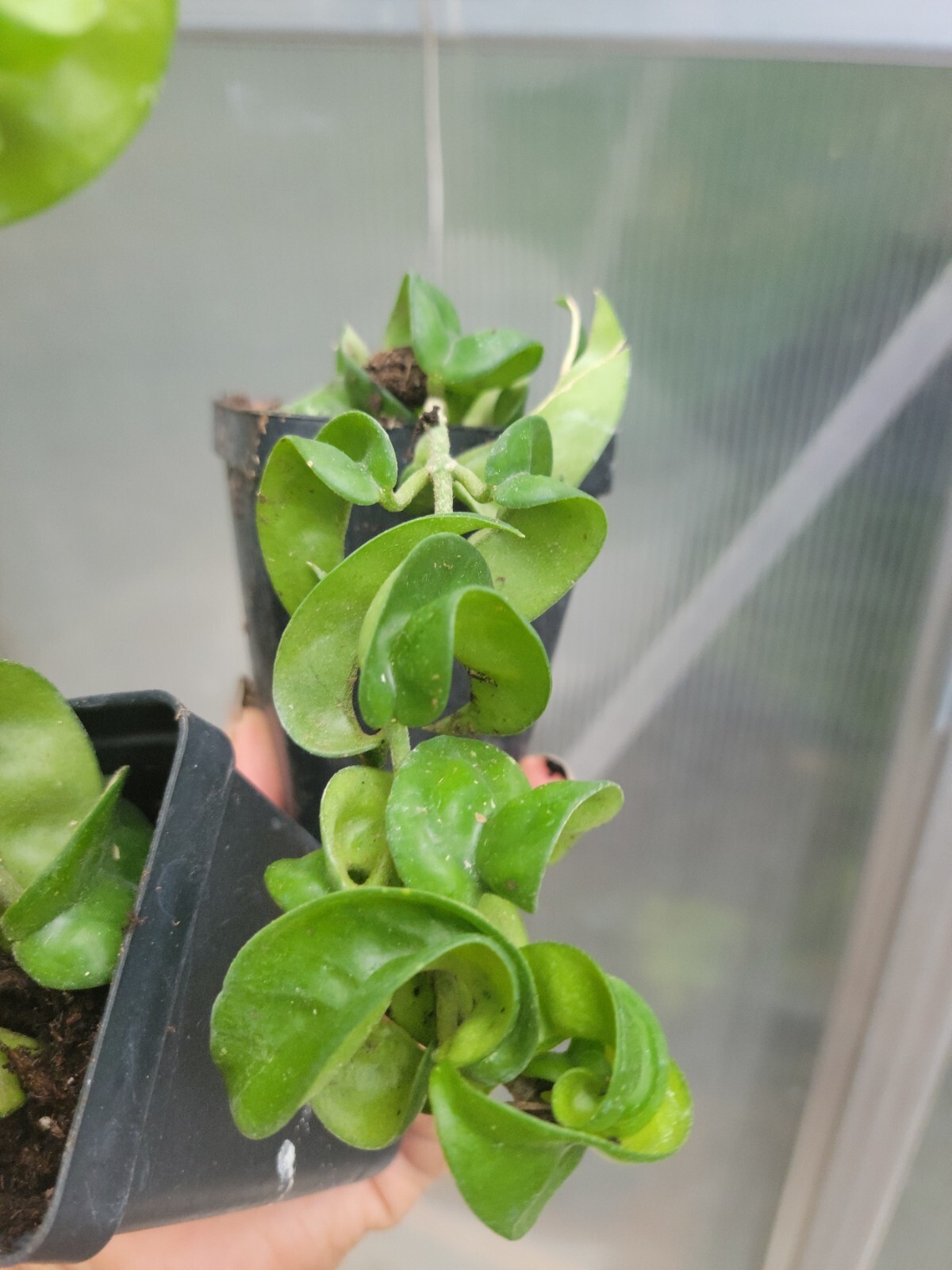 Hoya Hindu Rope Plant planta de cera