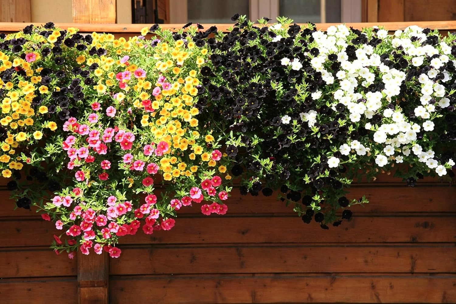 Dwarf Petunia Seeds for Planting, 310+Pcs Perennial Night Sky Black Petunia