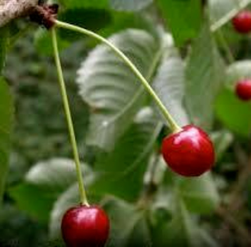 BLACK CHERRY TREE SEEDS, 10 Seeds, Prunus serotina, Organic, Wild Black Cherry,