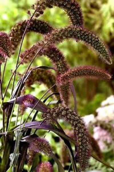 75+ Setaria Flower Seeds / Dried & Fresh Arrangments Annual