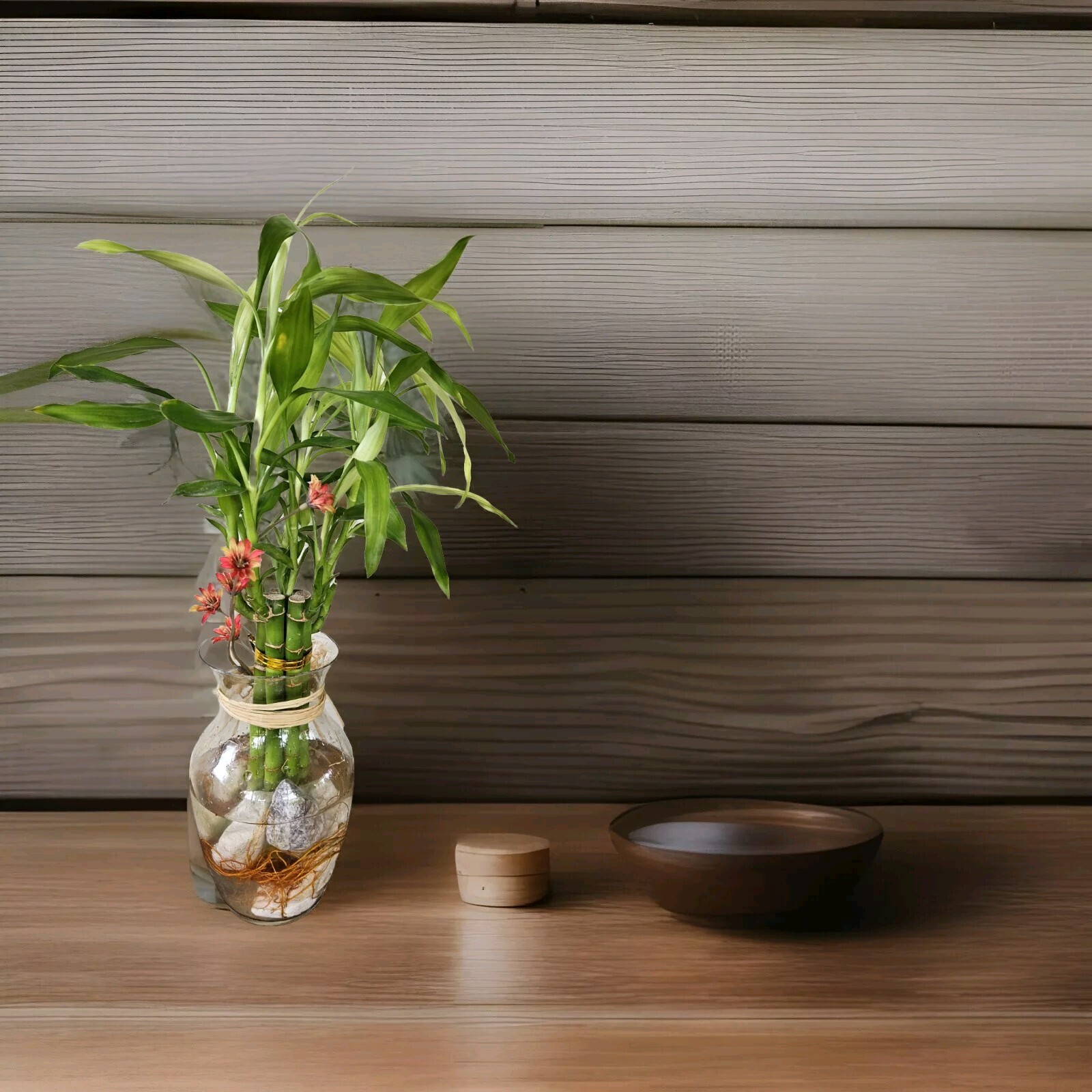 10 LUCKY BAMBOO 5×6, 5×8, Gift, Feng Shui, Indoor Plant All Year, Perennial