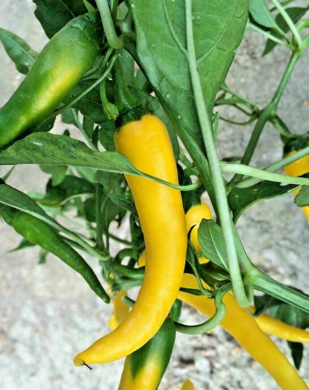 GOLDEN YELLOW CAYENNE PEPPER SEED NON-GMO SUPER COLOR DELICIOUS SALSAS! EZ 2 GRW
