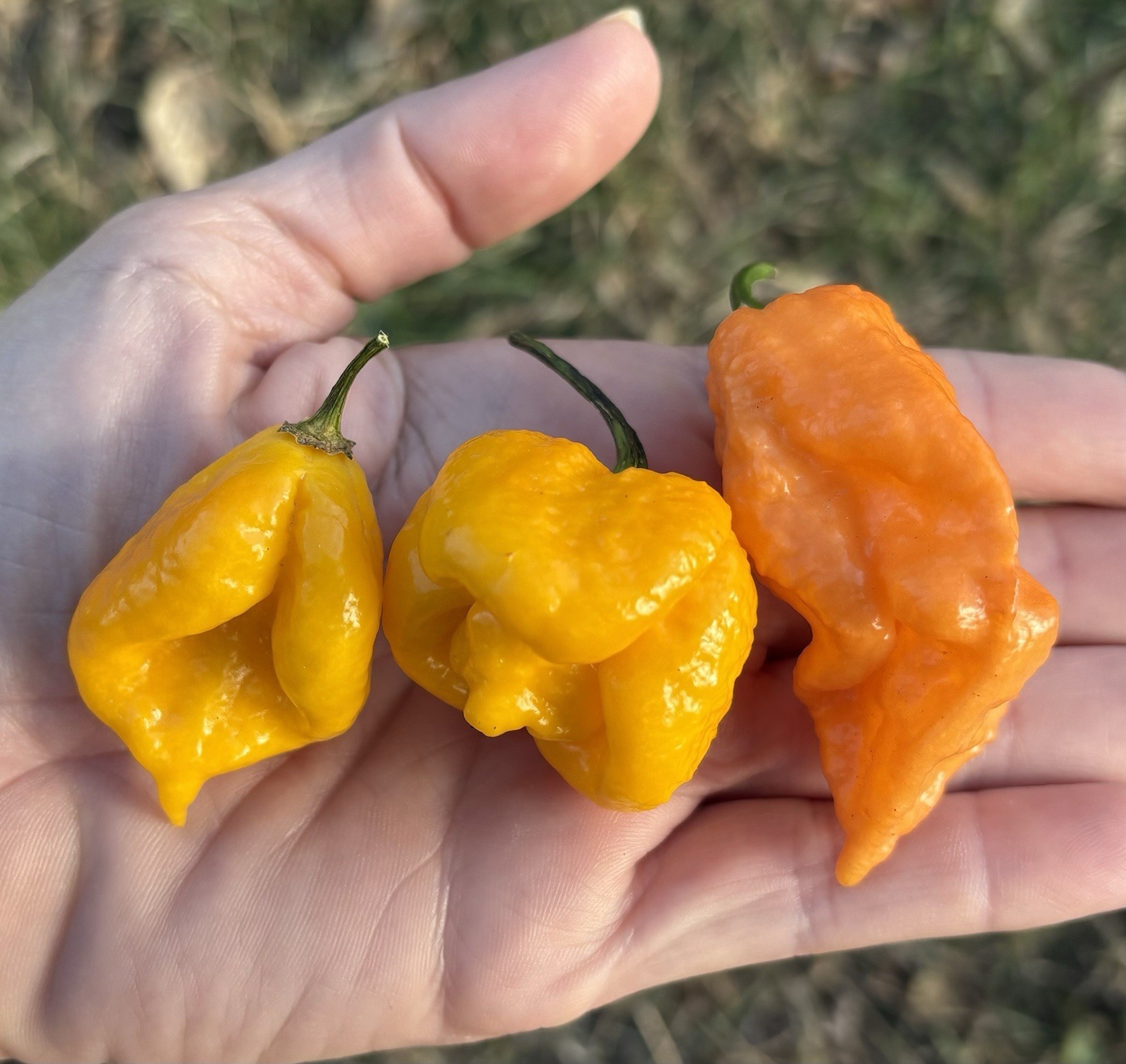 Green House Floor Hot Pepper Mix 16 Varieties 250+ Seeds