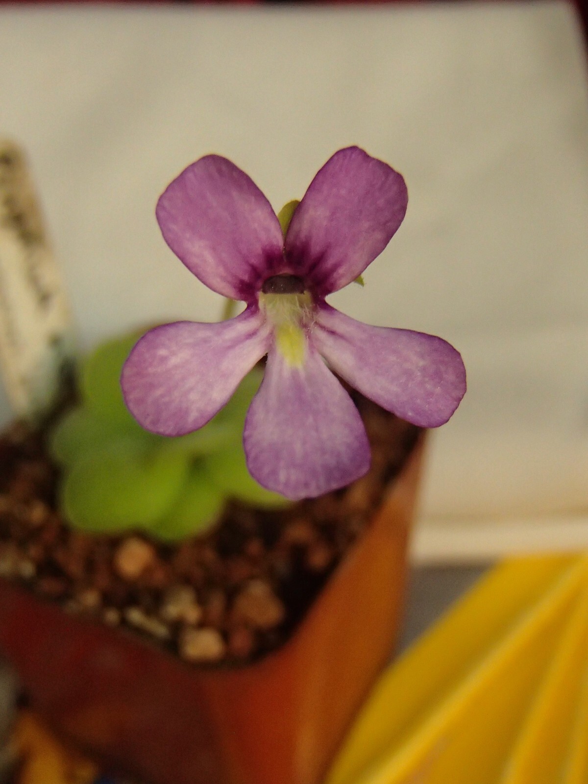 Pinguicula moranensis ‘Huahuapan’ x esseriana HC C Butterwort