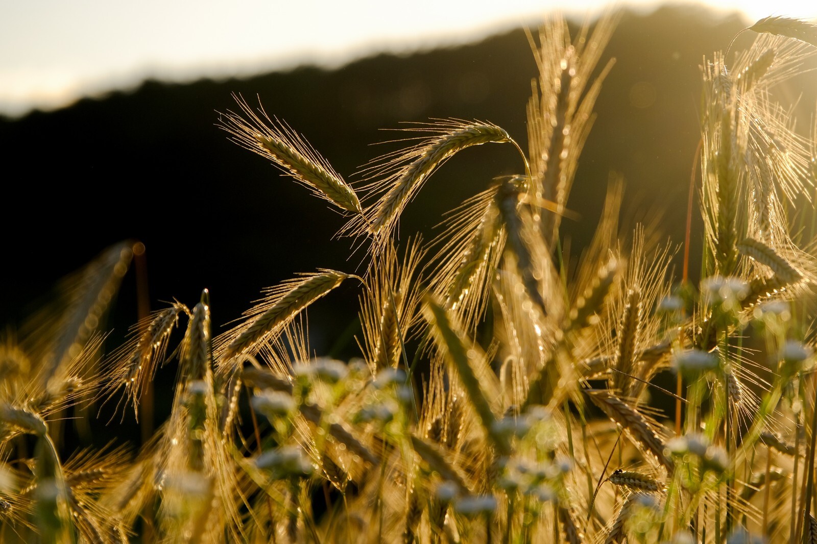 Grain Seeds – Winter Rye -200 seeds – Grow your own grain -All Natural