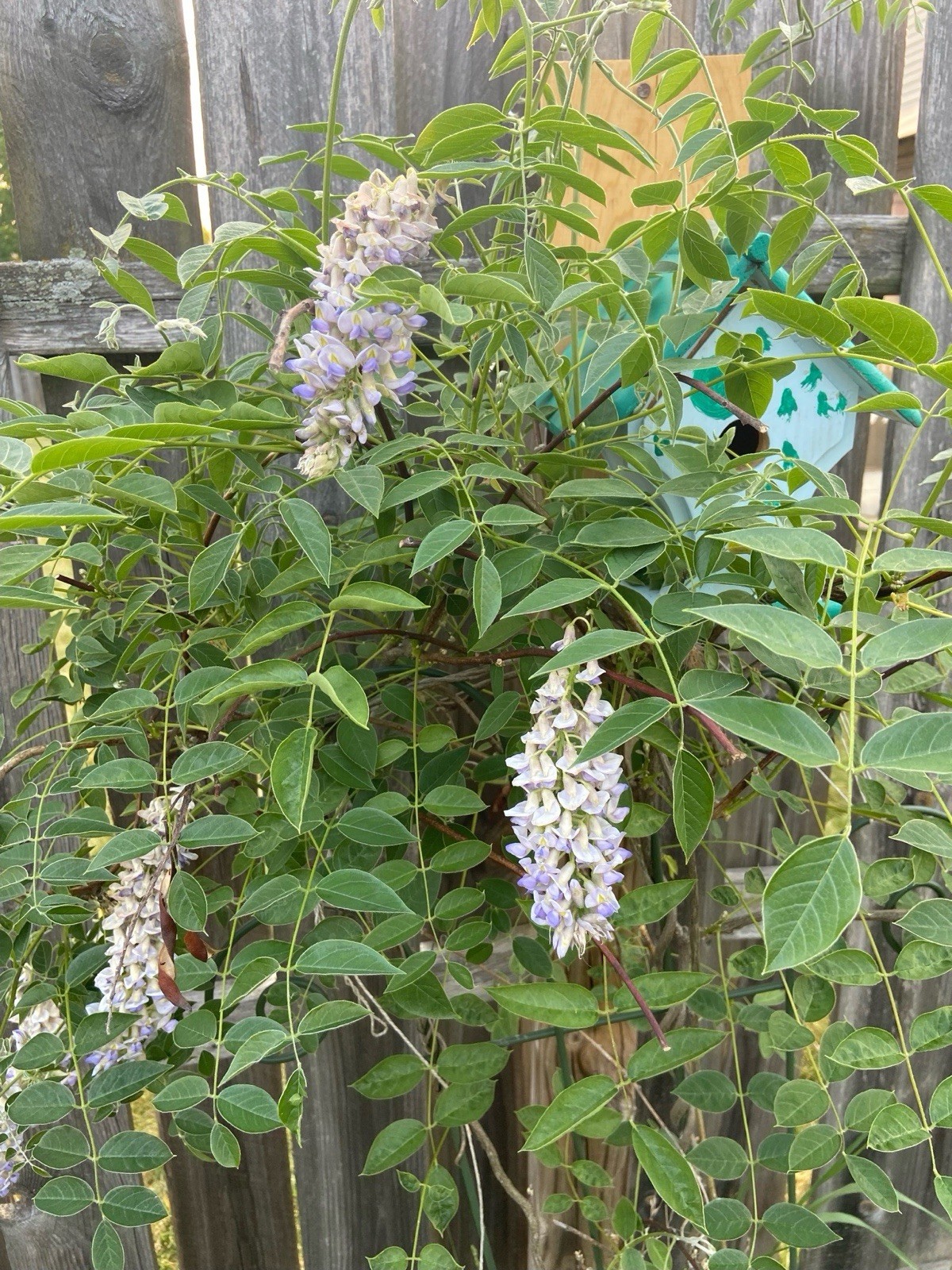 American Wisteria (Wisteria frutescens), 12 seeds