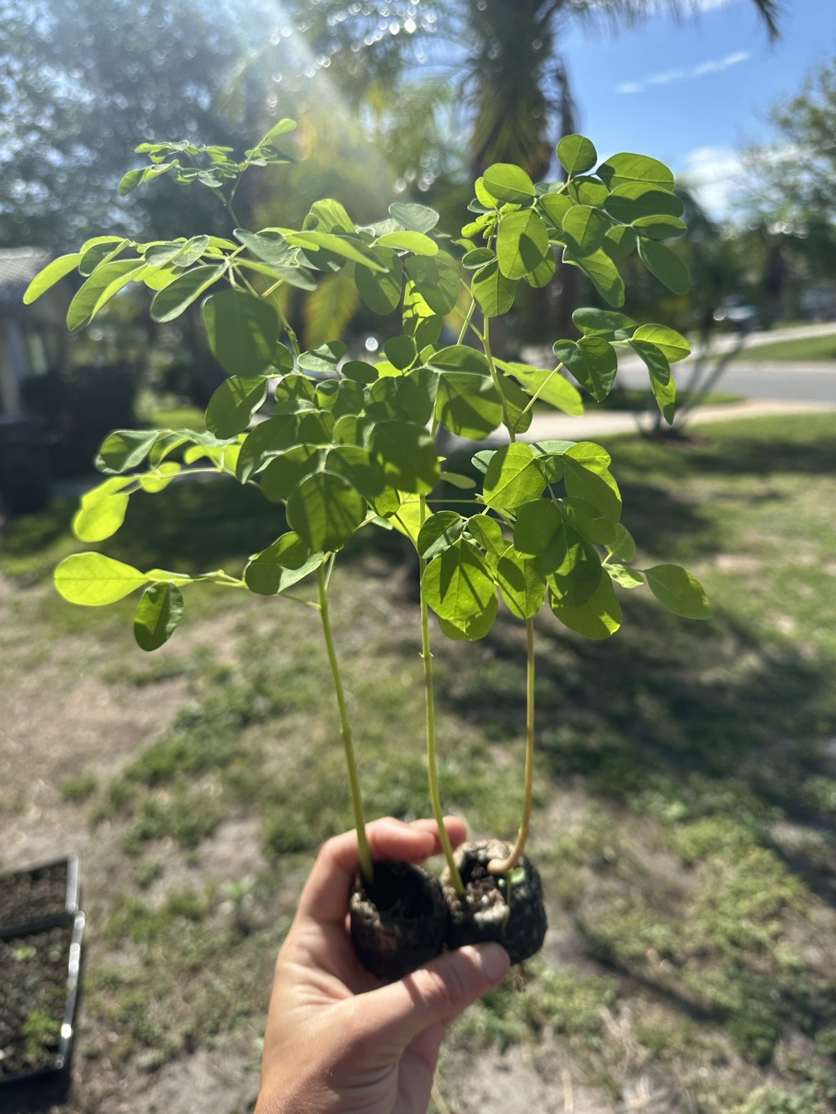 20 Live Moringa Oleifera Trees Organic Seedlings Superfood Plant 1 Ft