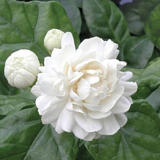 4″ Pot~Grand Duke of Tuscany Jasmine~Jasminum Sambac~Extremely Fragrant!