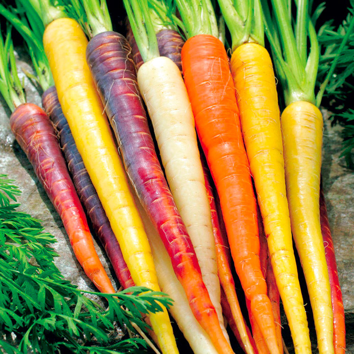 400+RAINBOW CARROTS Seeds 5 Colors Native Heirloom Vegetable Garden Container