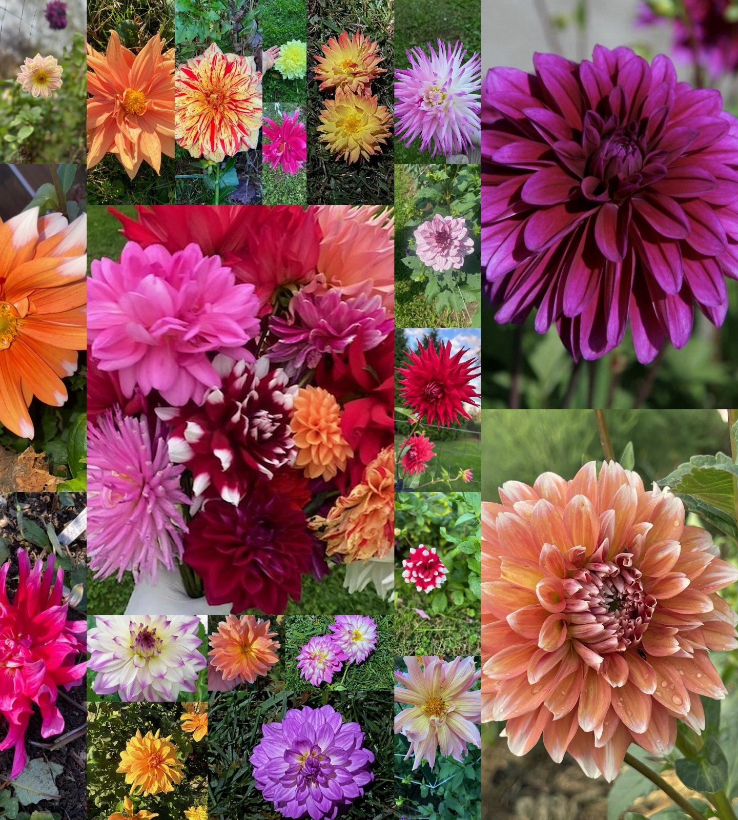 HUGE LOT of 26 Dahlia Bulbs/Tubers~Different Varieties~PLEASE READ DESCRIPTION