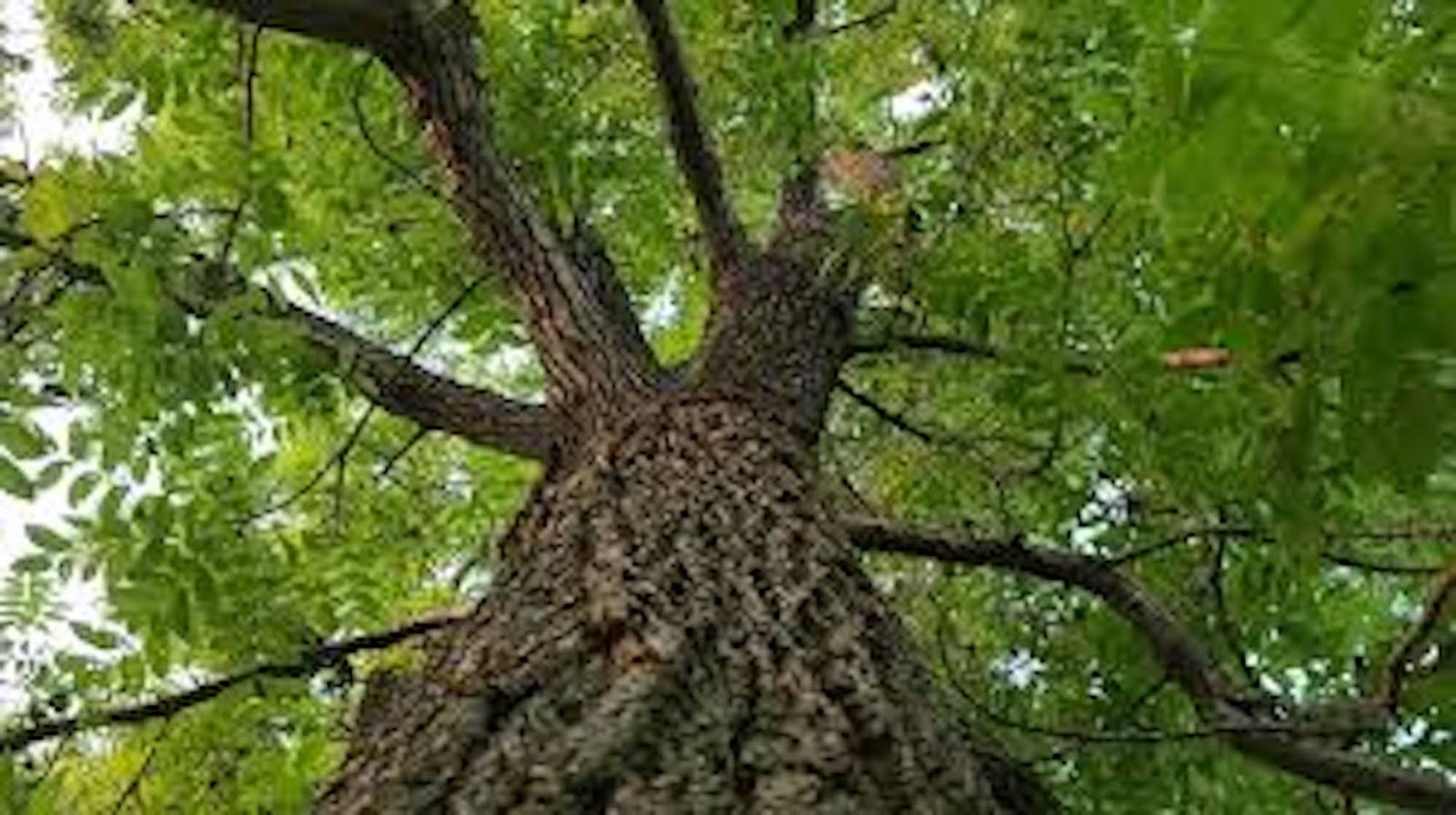 1 Black Walnut Tree 12-24″ Tall Bare Root Juglans nigra American