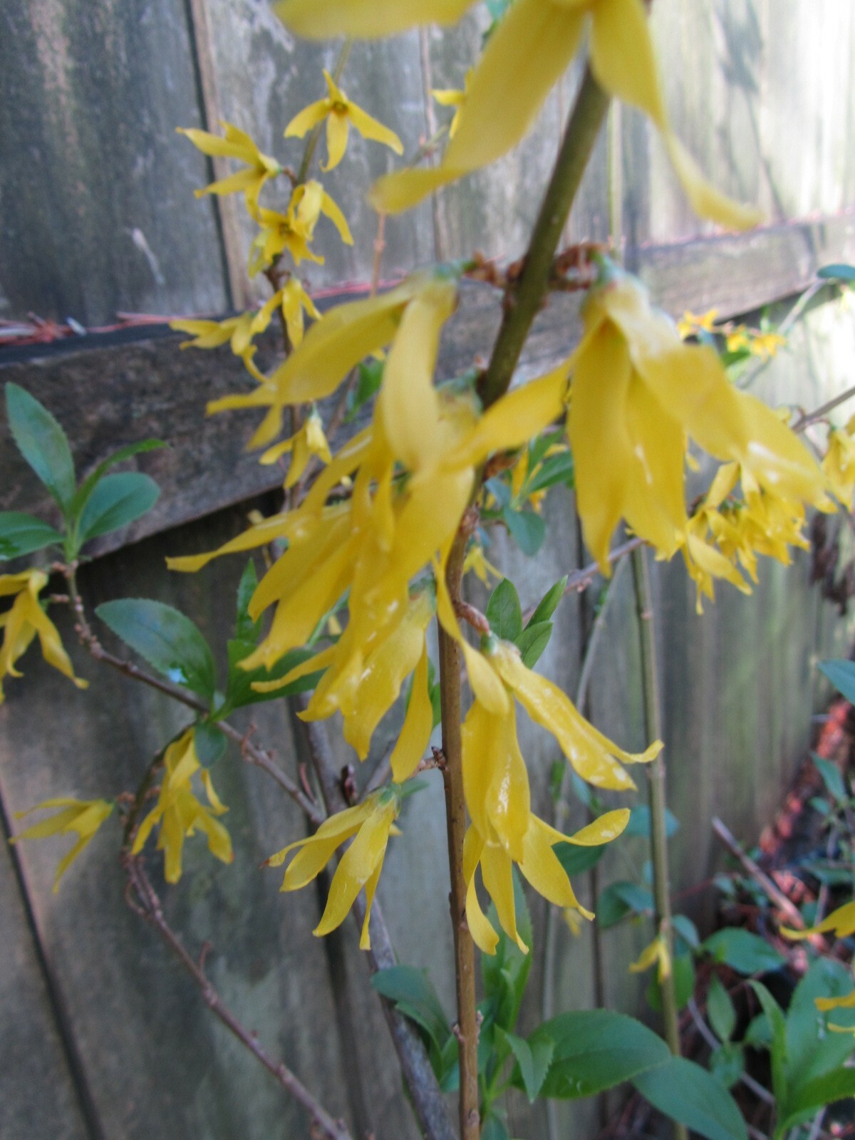 5 Cuttings Yellow Bell’ Forsythia Hardy, Ornamental Bush Perennial + instruction