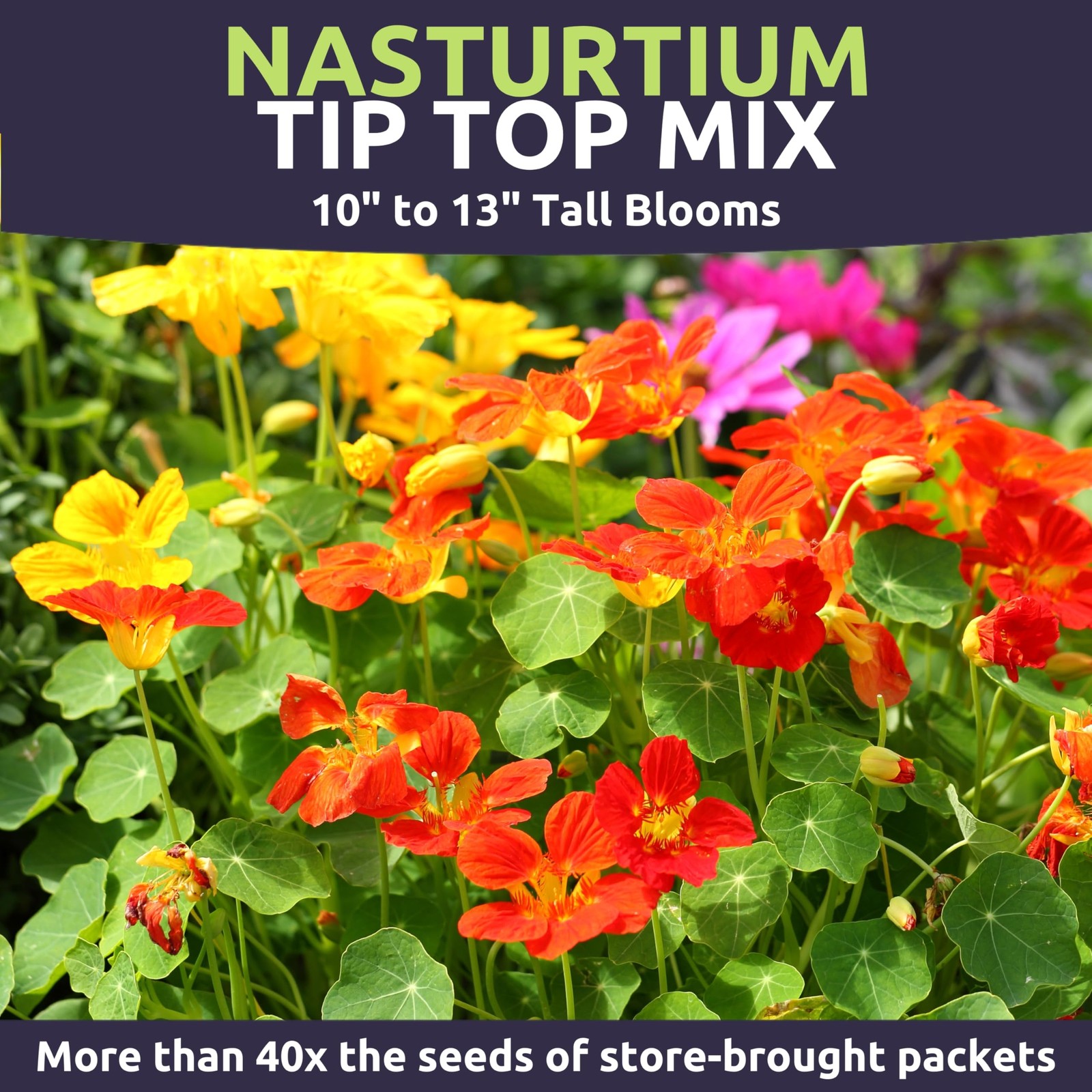 Nasturtium Seed Mix – 800 Flower Seeds for Planting – 4 Ounce Packet