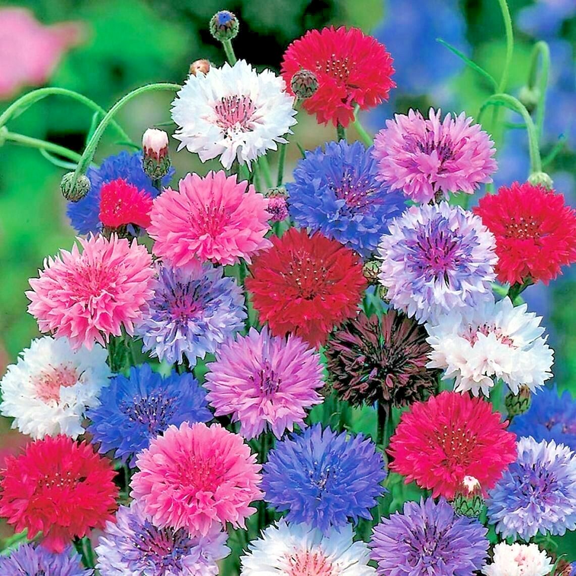 501+CORNFLOWER BACHELOR BUTTON Mixed Seeds Cut Dried Flowers Garden Container