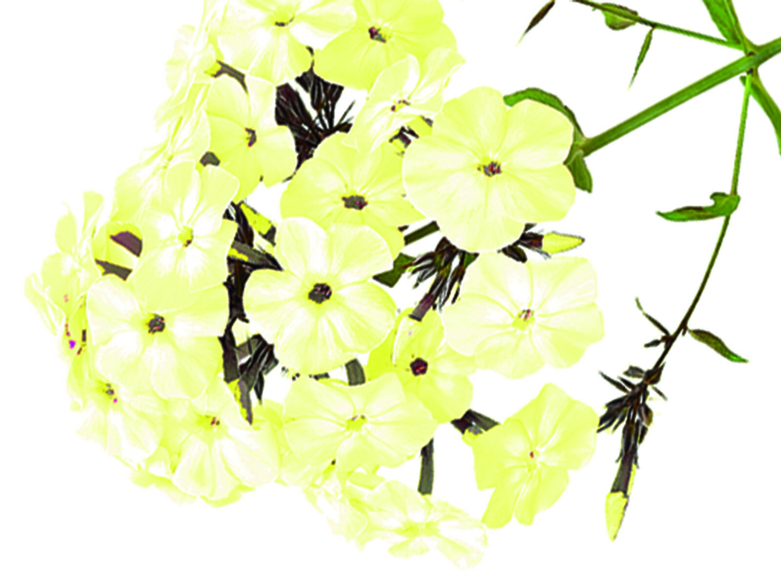 200+ PHLOX YELLOW FLOWER SEEDS EASY TO GROW, ANNUAL/PERENNIAL GROUND COVER