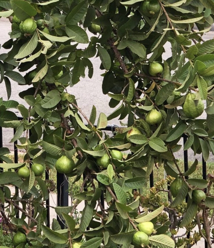 Guava Tree 8” With Pot Seedling Tropical Live Plant White Ready To Plant