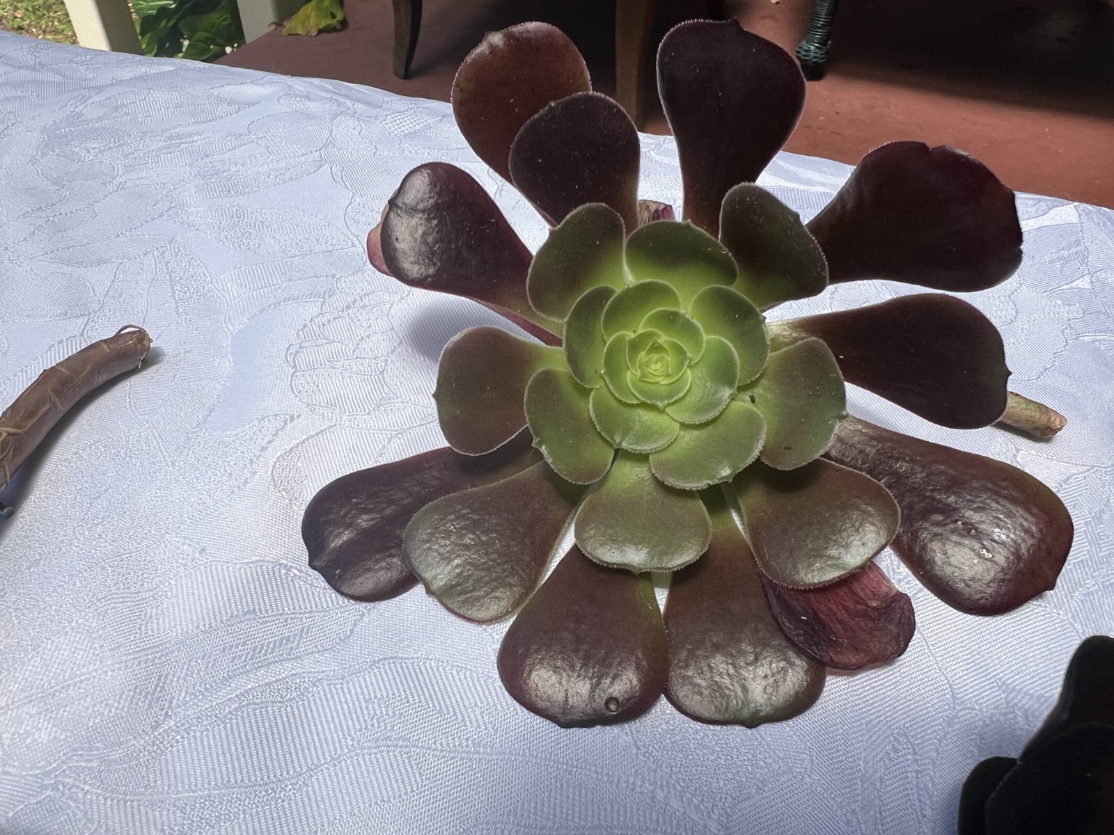 6 Cutting Rare Aeonium 3 to 5” Zwartkopf, Moon Burst, Merlot, Suncup, Blushing