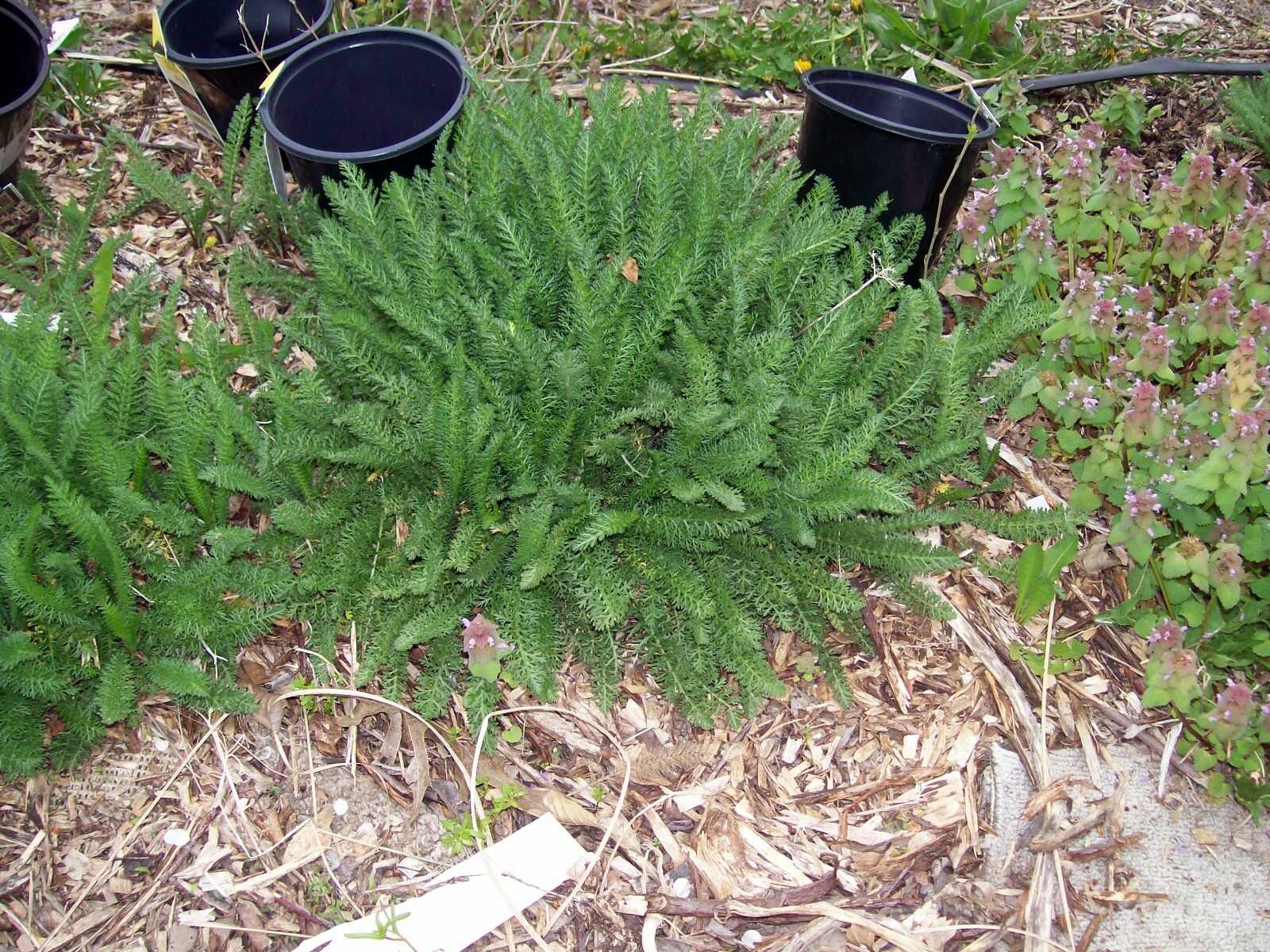 MIX COLOR YARROW SET OF 3 STARTER LIVE BARE ROOT PLANTS HERB PERENNIAL