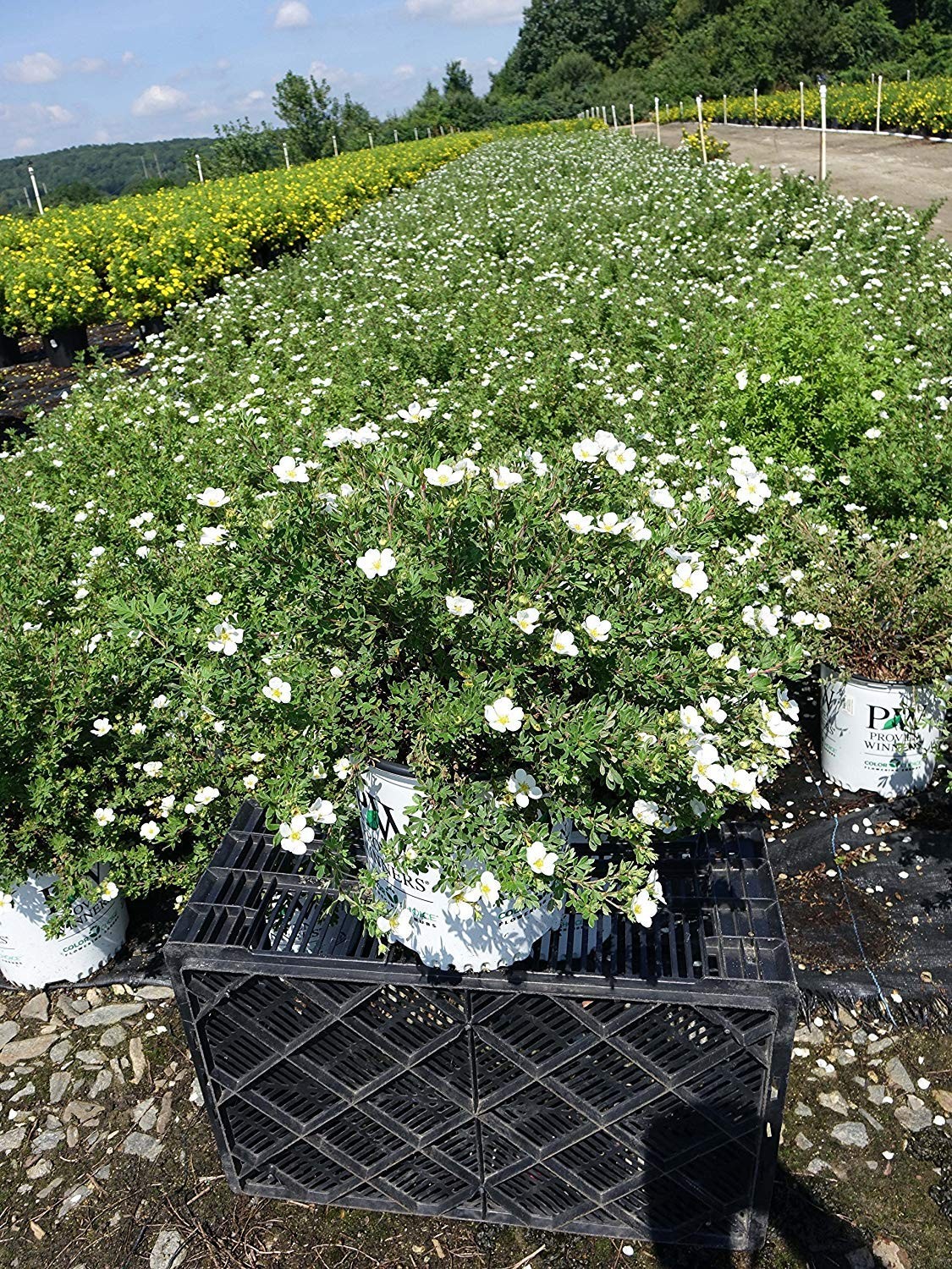 Green Promise Farms Proven Winners – Potentilla Frut. Happy Face White