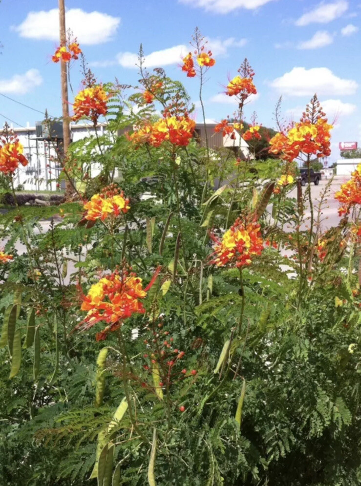 25 Pride of Barbados Seeds, Caesalpinia Pulcherrima, Red Bird of Paradise