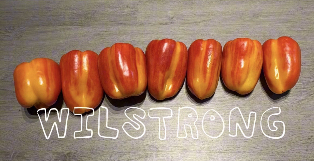 ALOHA BELL PEPPER SEEDS! 100+ SEEDS
