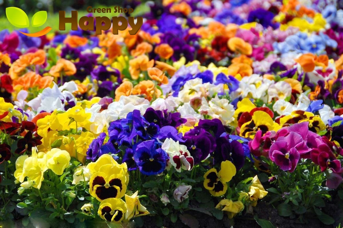 Swiss Giants Pansy Seed Mix Viola wittrockiana Free Shipping!