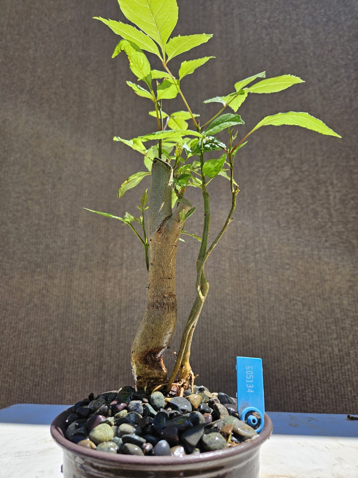 Old European Ash Bonsai Tree,,, SALE