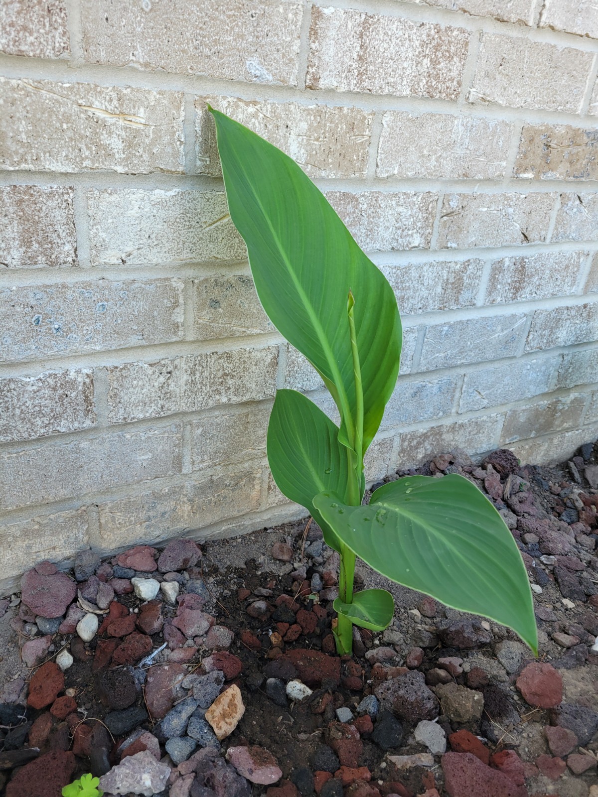 3 Canna Bulbs Annual Red Bloom Full Sun Green Leaf Plants Tall Lily Rhizomes