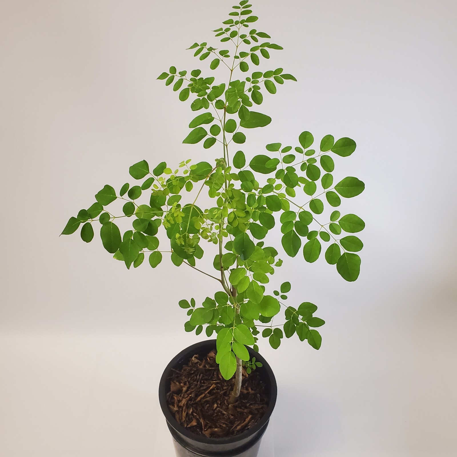 2-3ft Tall Moringa Oleifera Tree Save 6 Months of Grow Time AKA Miracle Tree