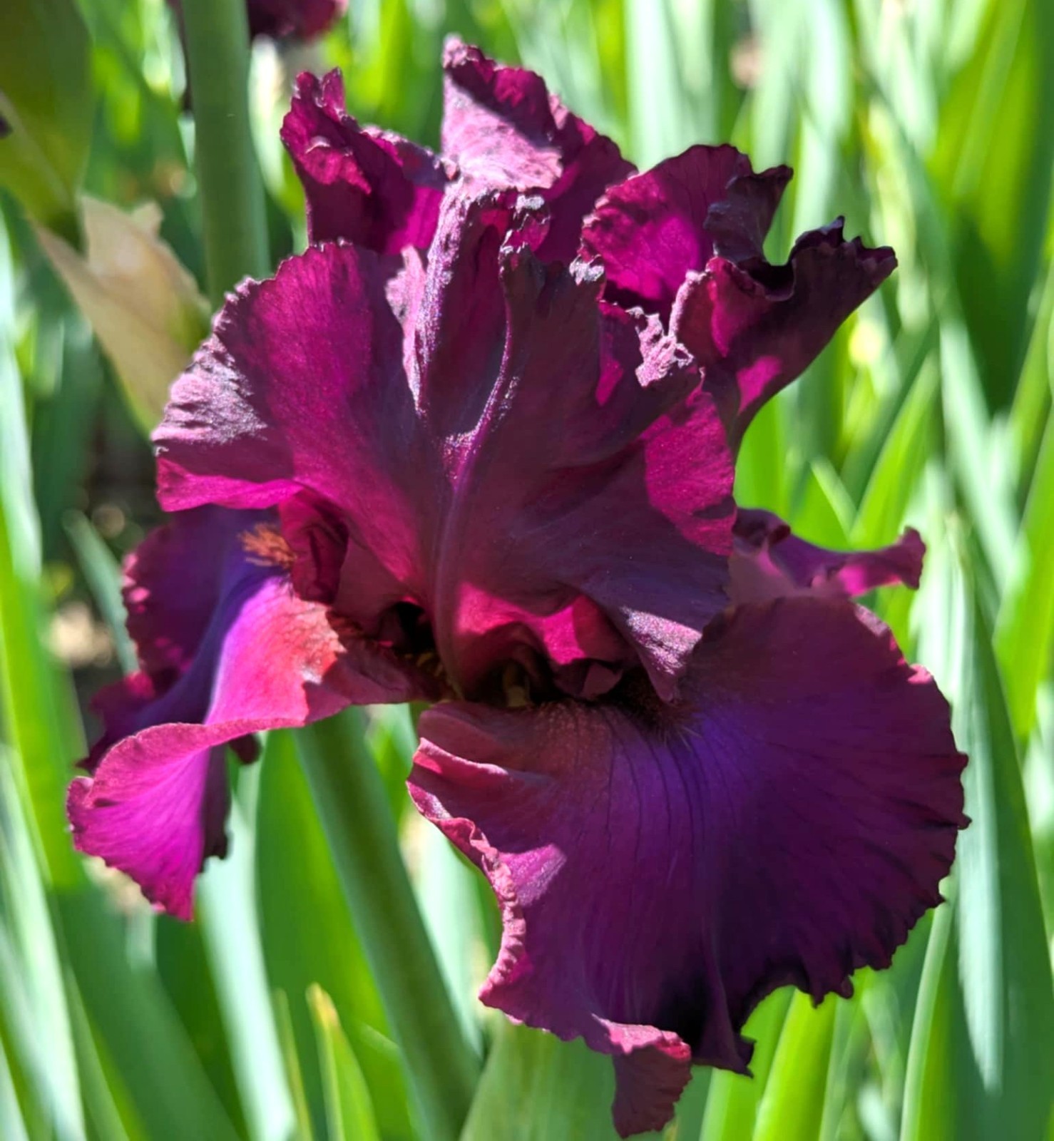 ‘Spice It Up’ TB Bearded Iris Rhizome PRE-SALE to Ship Aug/Sept