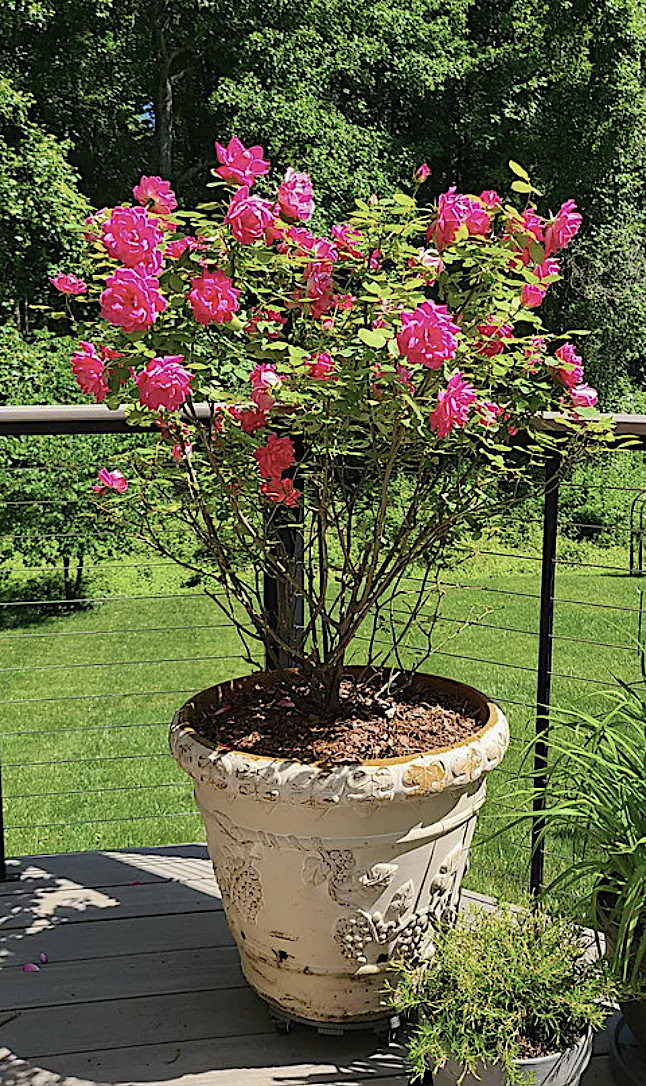 1 Gallon Double Pink Knock Out® Rose Shrub Spring Planting