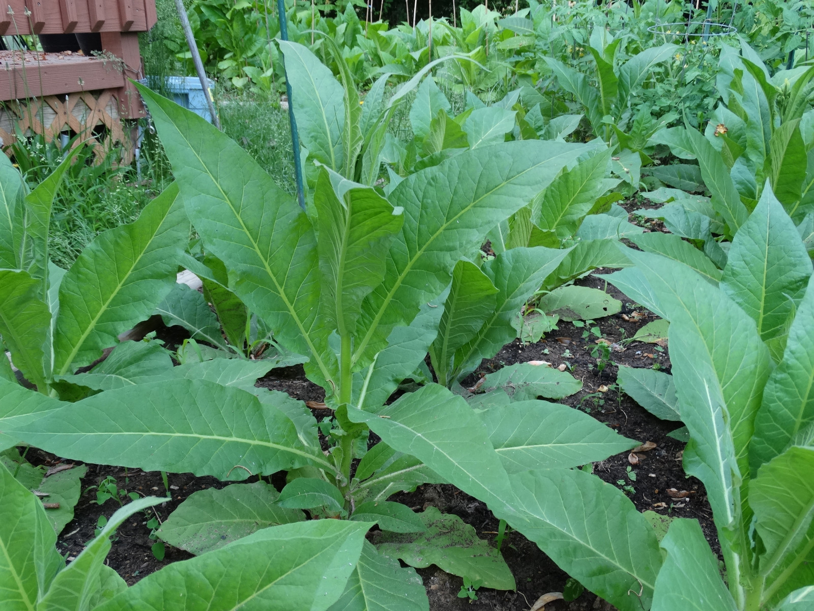 LOUISIANA PERIQUE TOBACCO 500+ SEEDS FRESH 2022 CROP 0.05+Gram Instructions Incl
