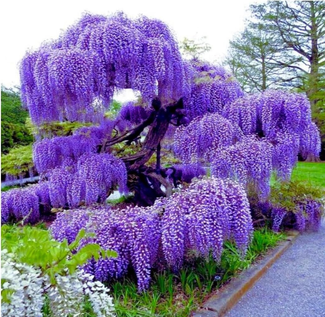 Blue Moon Wisteria Vine 2 Year Plant Fragrant Flowers Attract Hummingbirds