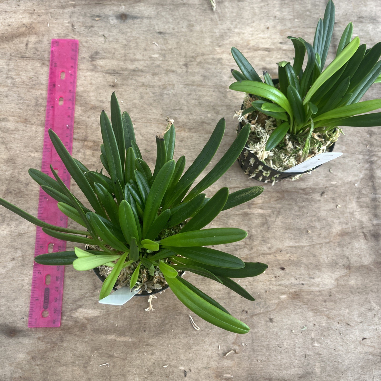Masdevallia Herradurae 3.5” Pot