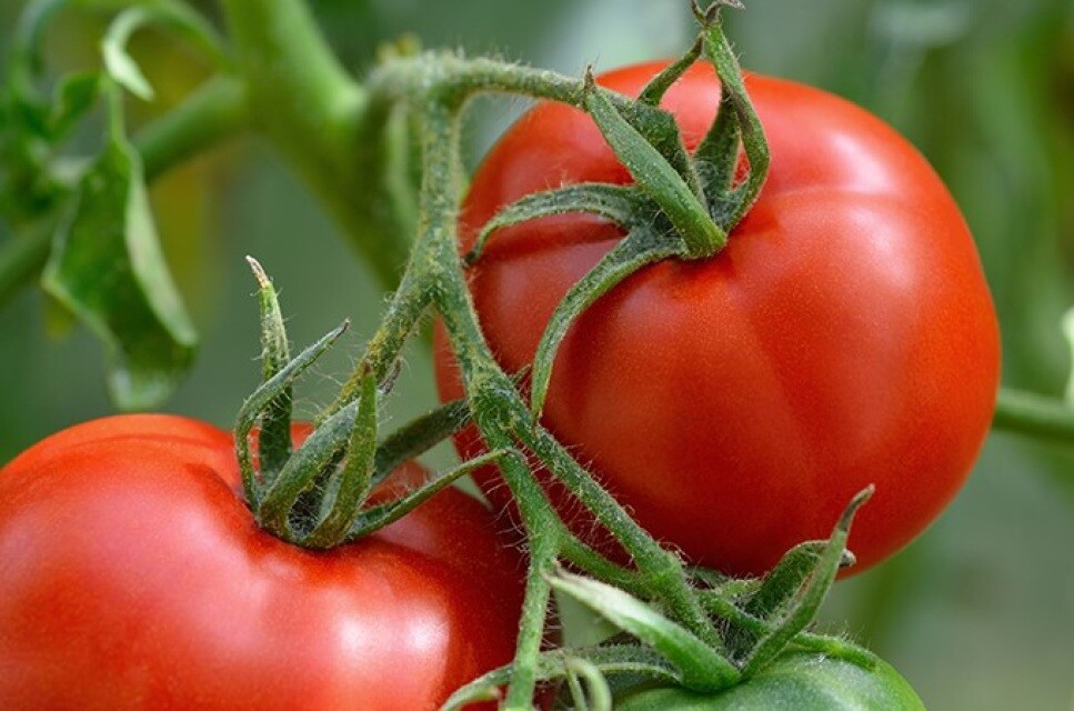 Manitoba Tomato Seeds, 30 Seeds, BUY 2 GET 1 FREE, NON-GMO, FREE SHIPPING