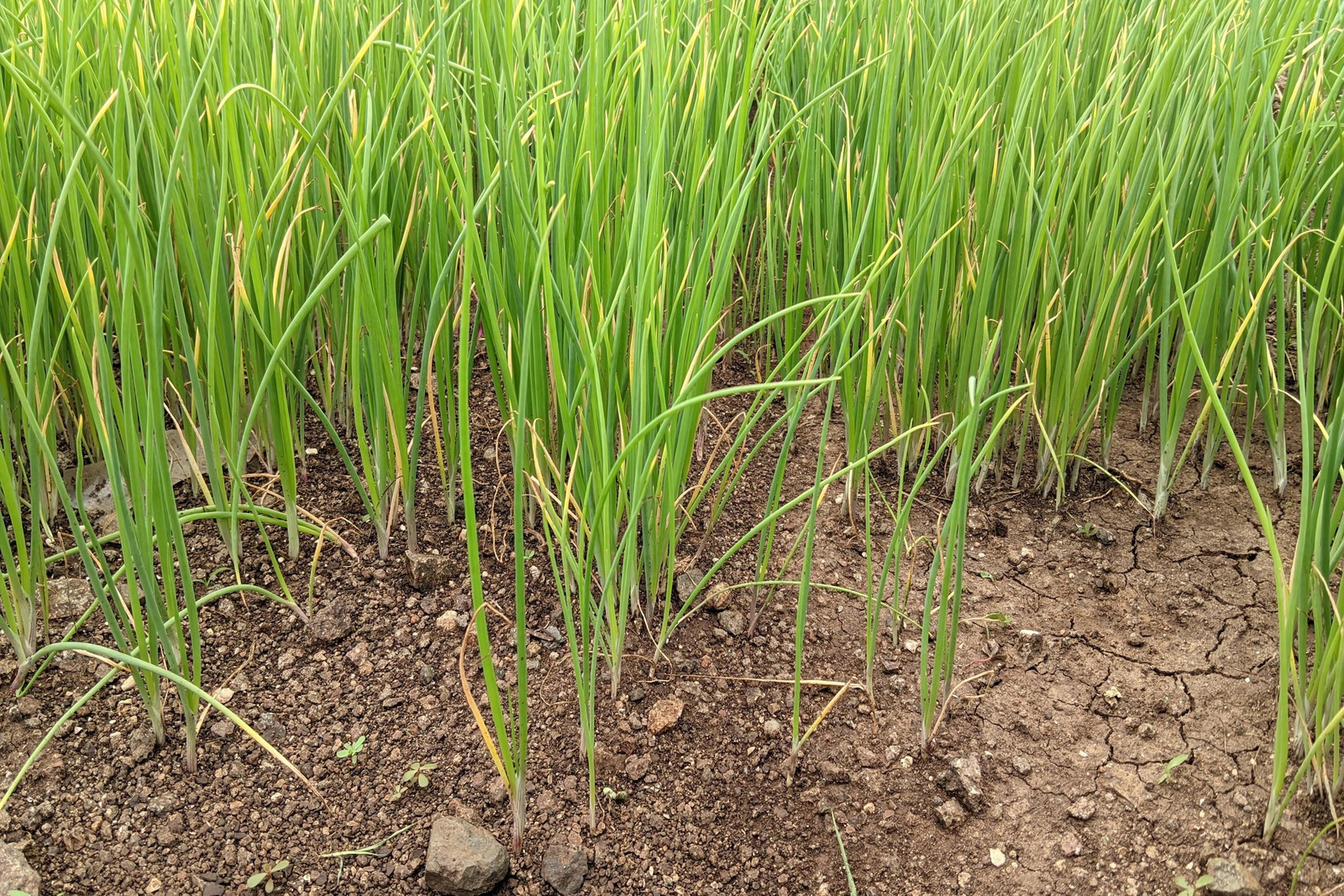 Red Welsh Bunching Onion Seeds Non-GMO, Tracked Shipping, Heirloom Vegetable