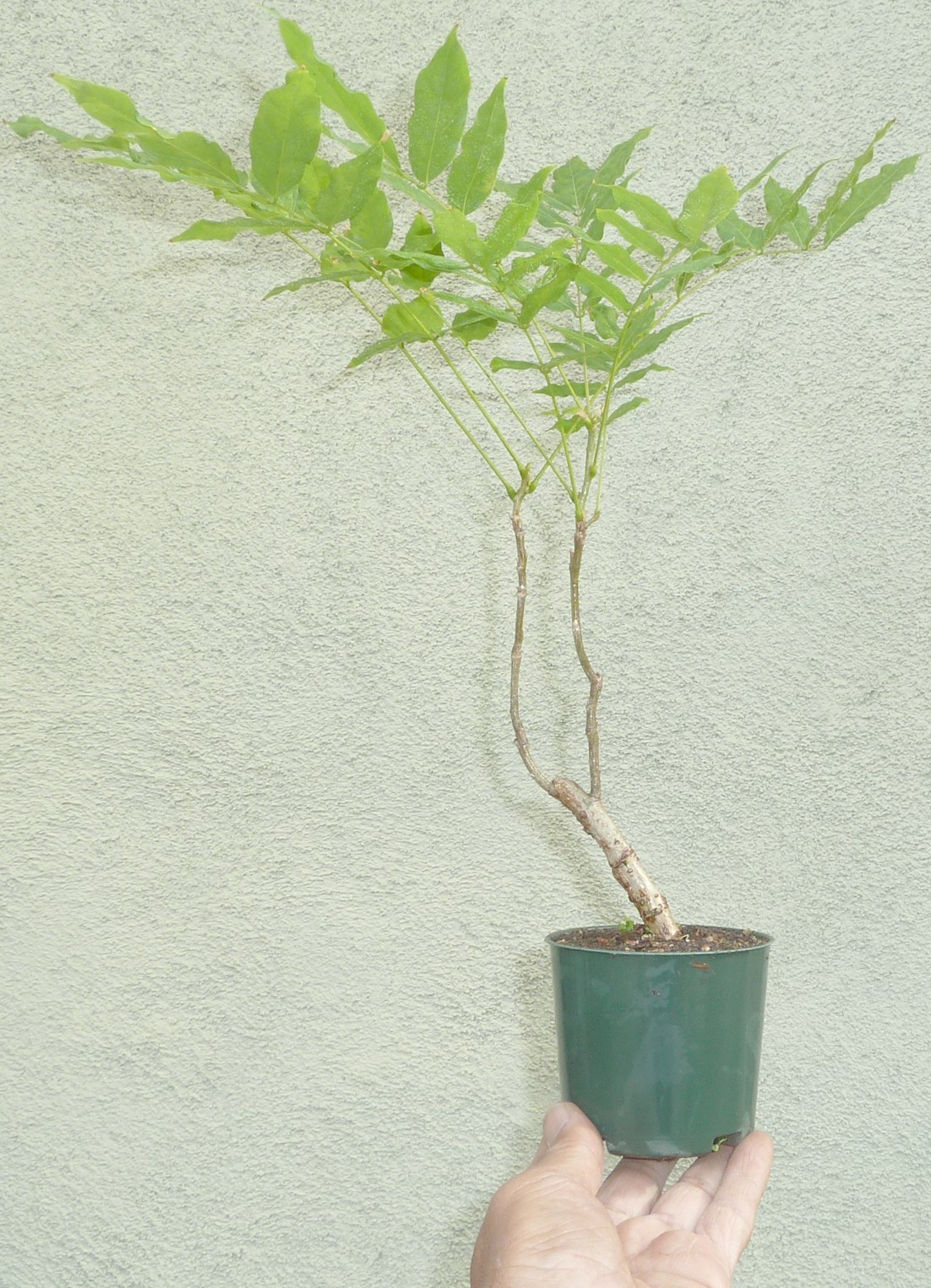 Chinese Wisteria Sinensis Pre Bonsai Dwarf Shohin Nice Trunk Purple Flowers