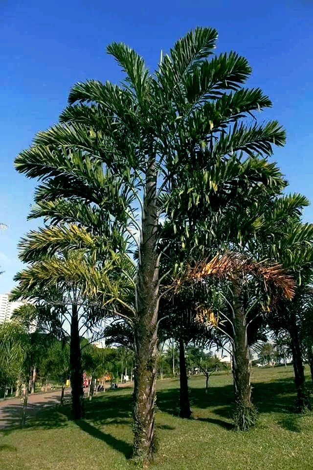 FISHTAIL PALM TREE SEEDS (Wallichia disticha) Distichous RARE Exotic Tropical
