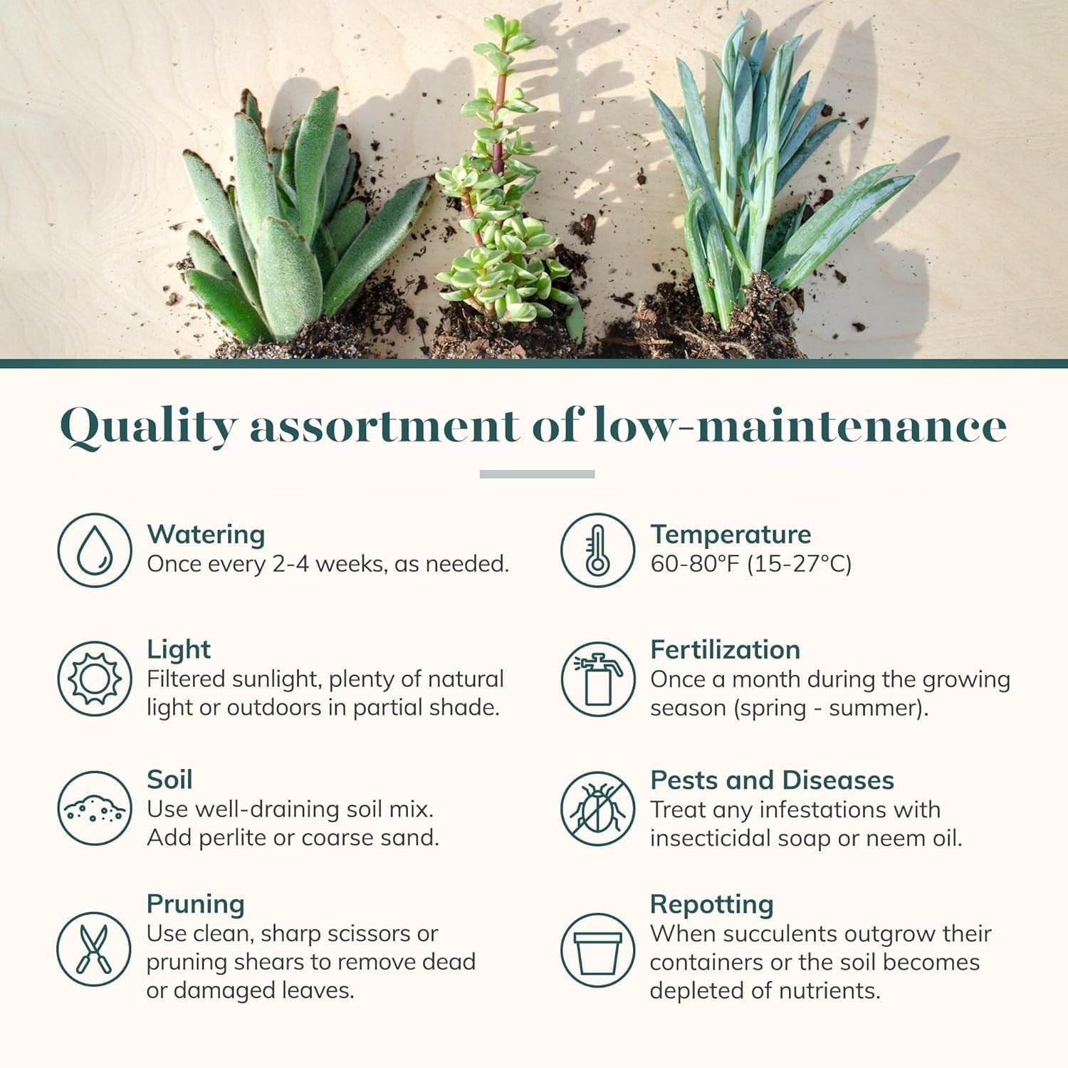 Assorted Succulent Plant Pack Collection – Live Mini Succulent Plants, Low Ma…