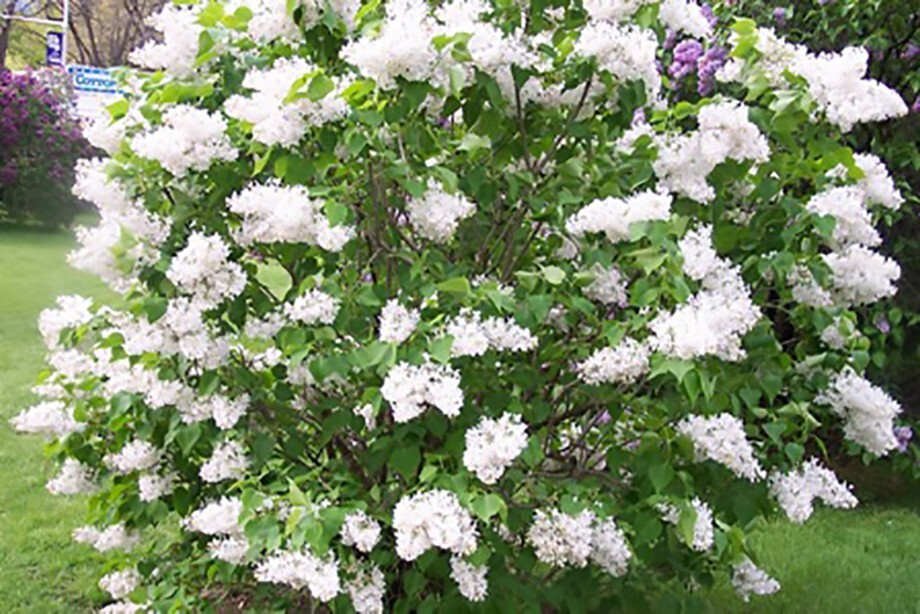 French Lilac, Syringa vulgaris, Shrub Seeds