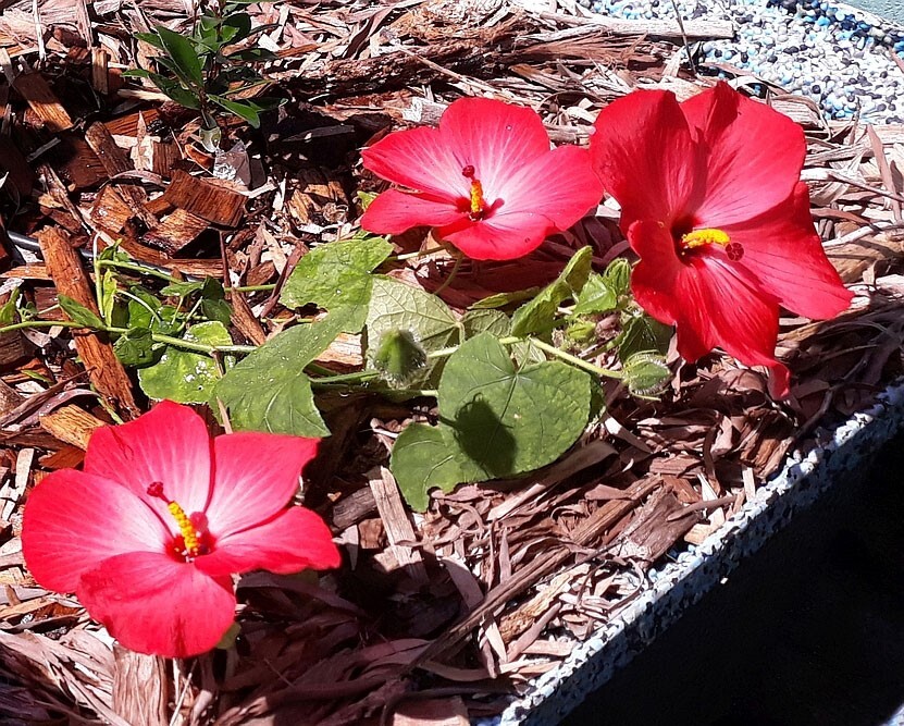 Abelmoschus moschatus subsp. tuberosus | Creeping Pink Swamp Hibiscus | 20_Seeds