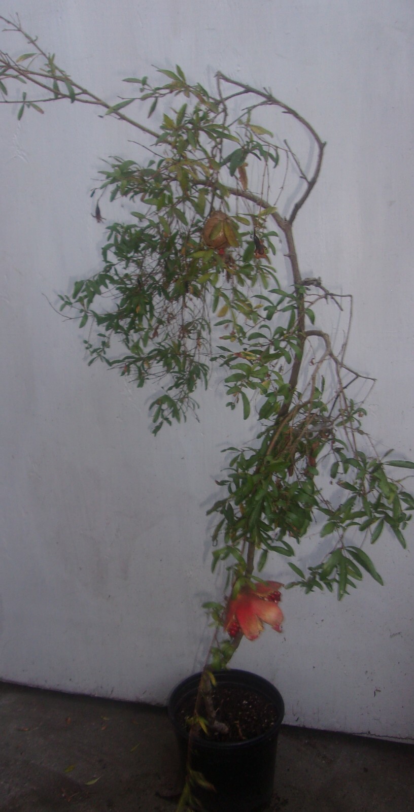 DWARF POMEGRANITE TREE IN POT ABOUT 60 INCHES TALL MAKES FRUIT LOCAL PICK UP