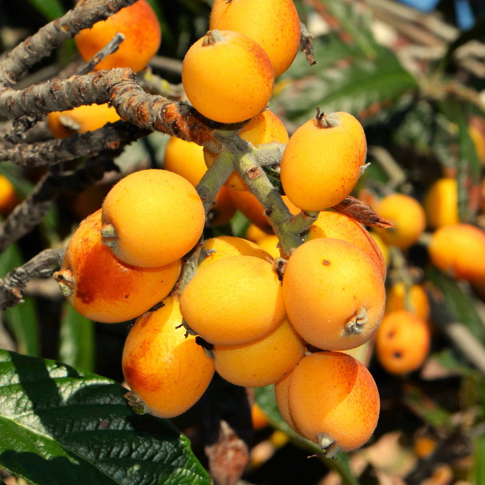 Loquat Tree Seeds – For 2026 Planting Eriobotrya Japonica Chinese Pipa Japanese